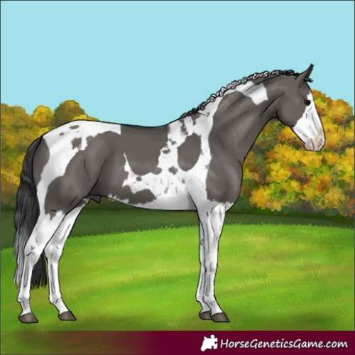 Horse Color:Grullo Splash Tobiano 