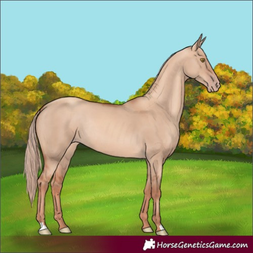 Horse Color:Gold Champagne Dun Rabicano 