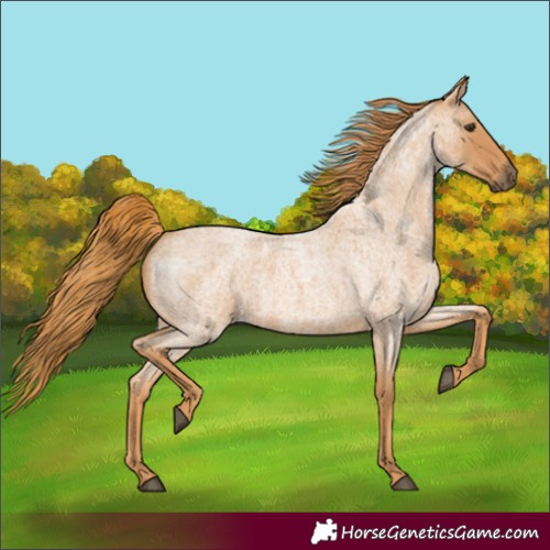 Horse Color:Red Roan