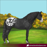 Horse Color:Black Splash Blanket