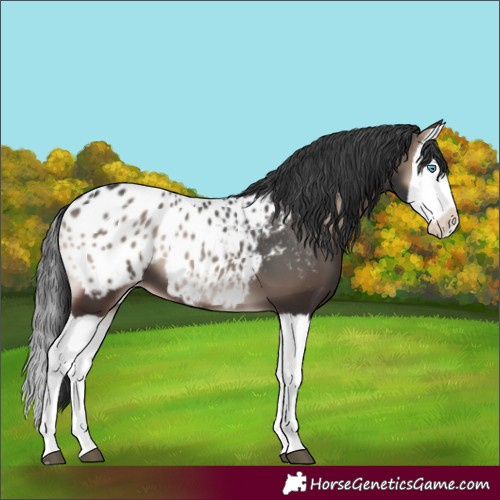 Horse Color:Blue Onyx Splash Appaloosa