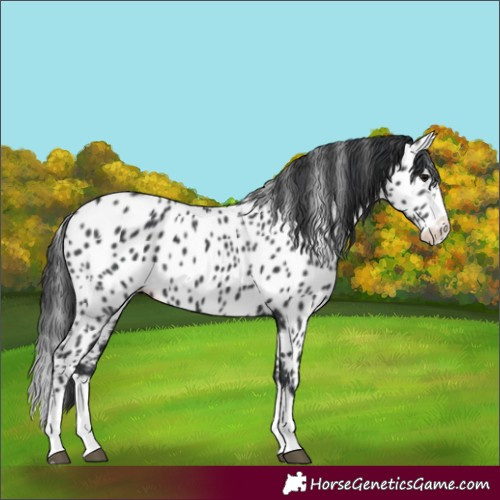 Horse Color:Black Splash Appaloosa