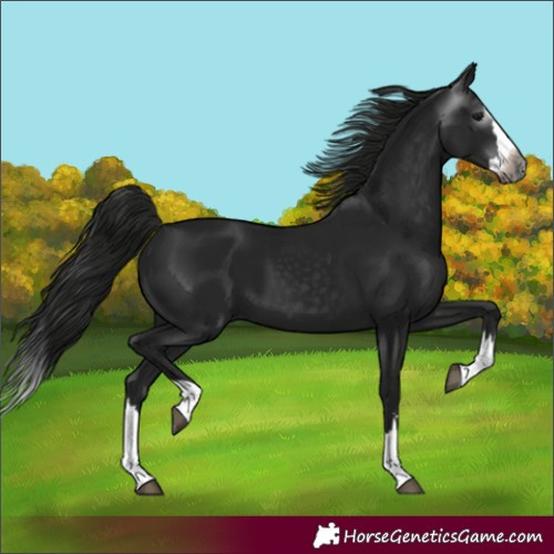 Horse Color:Gray Black Splash