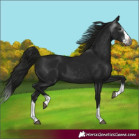 Horse Color:Gray Black Splash