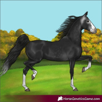 Horse Color:Gray Black Splash