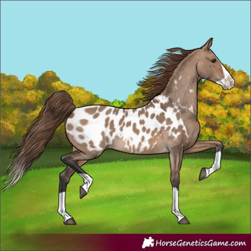 Horse Color:Brown Dun Splash Appaloosa 
