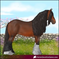 Horse Color:Bay Tobiano