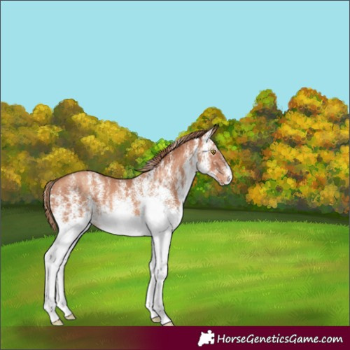 Horse Color:White Spotted Gold Champagne 