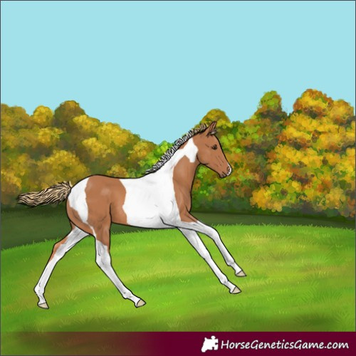 Horse Color:Chestnut Tobiano 
