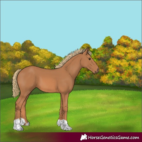 Horse Color:Chestnut 