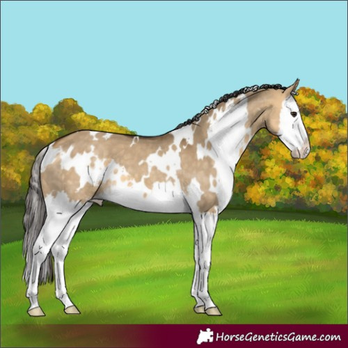 Horse Color:White Spotted Buckskin Dun Splash