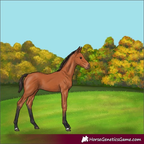 Horse Color:Bay 
