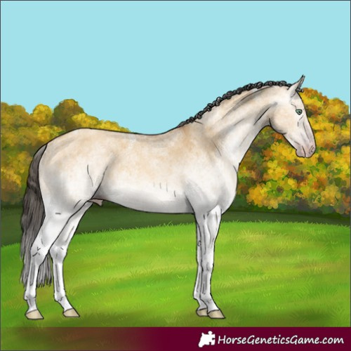 Horse Color:Gray White Spotted Amber Cream Champagne Dun 