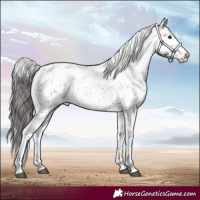 Horse Color:Buckskin Sabino 