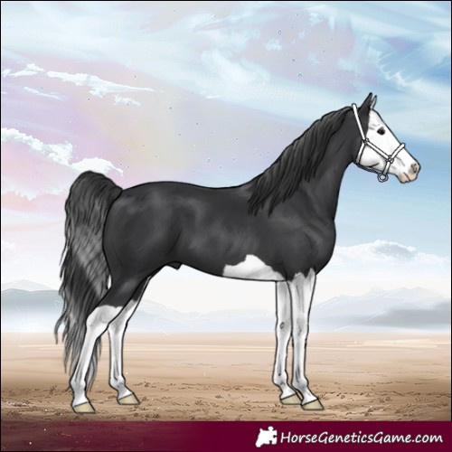 Horse Color:Black Splash 