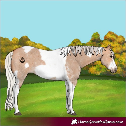 Horse Color:Silver Bay Dun Sabino Tobiano Frame Rabicano 