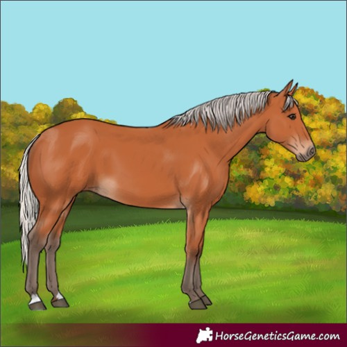 Horse Color:Silver Bay