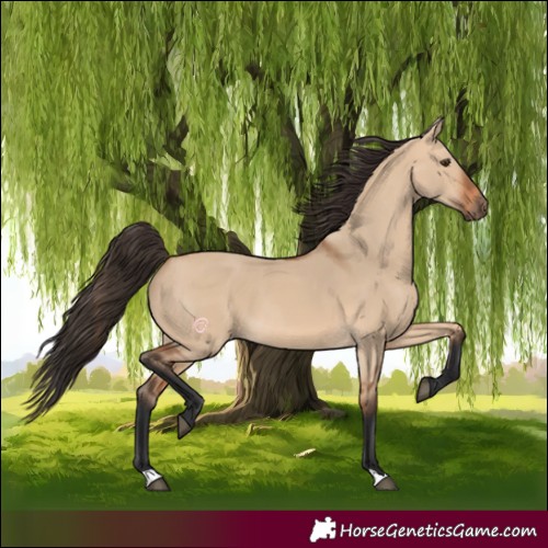 Horse Color:Bay Dun