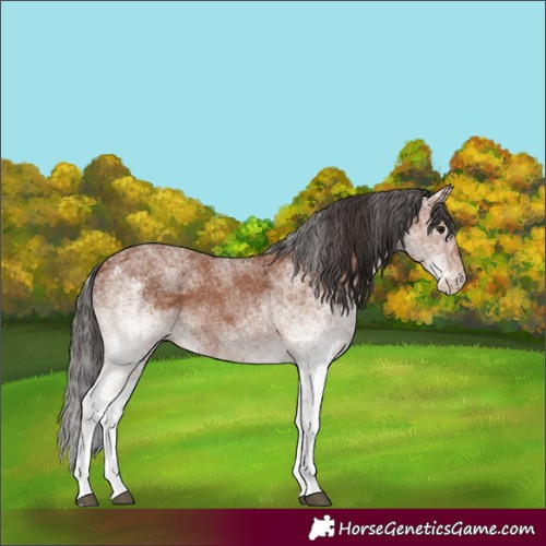 Horse Color:White Spotted Bay 