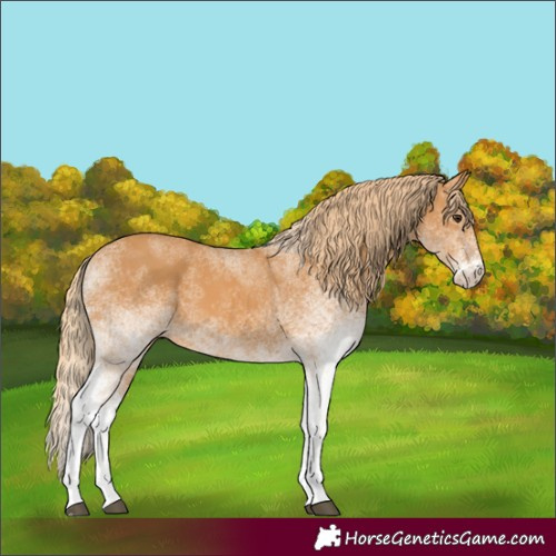 Horse Color:White Spotted Chestnut 