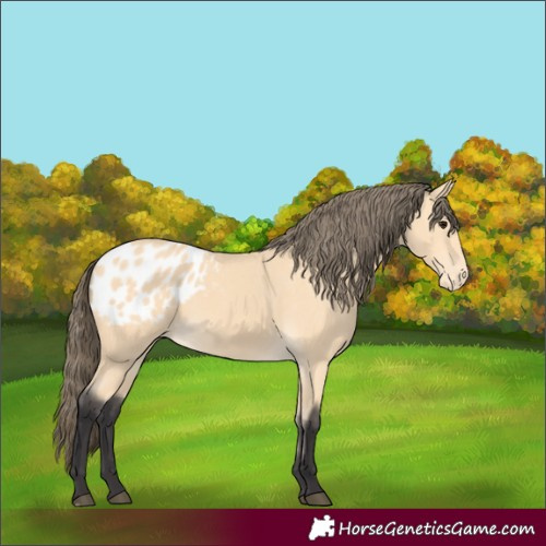 Horse Color:Buckskin Appaloosa