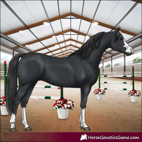 Horse Color:Black 