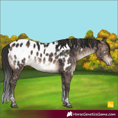 Horse Color:Brown Dun Mushroom Tobiano Appaloosa Brindle 