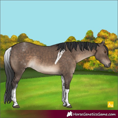 Horse Color:White Spotted Brown Dun Tobiano
