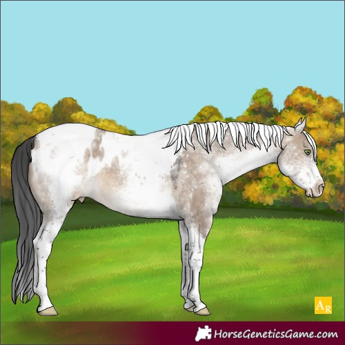 Horse Color:White Spotted Brown Dun Tobiano Appaloosa 
