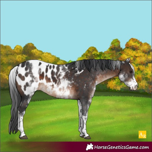 Horse Color:White Spotted Brown Tobiano Appaloosa 