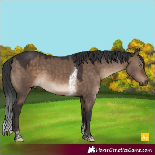 Horse Color:Brown Dun Tobiano Rabicano 
