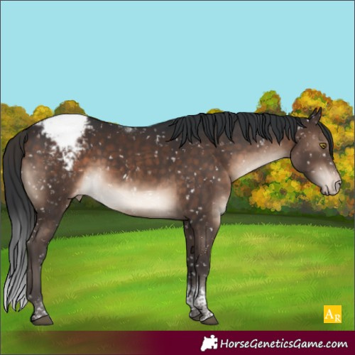 Horse Color:Brown Tobiano Appaloosa 