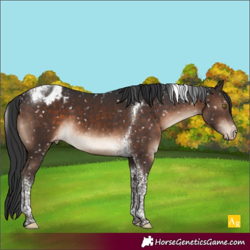 Horse Color:Brown Tobiano Appaloosa 