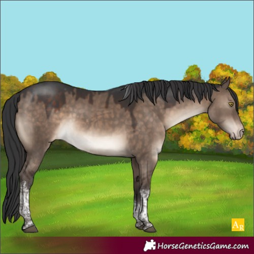 Horse Color:Brown Dun Tobiano Appaloosa Rabicano