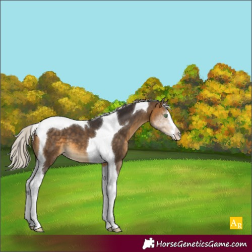 Horse Color:Silver Buckskin Tobiano 