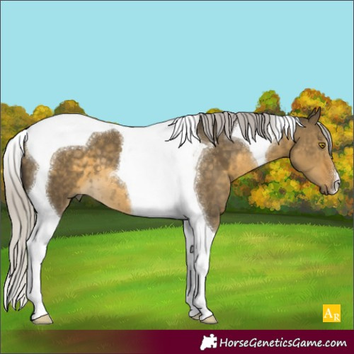 Horse Color:Silver Buckskin Dun Tobiano 
