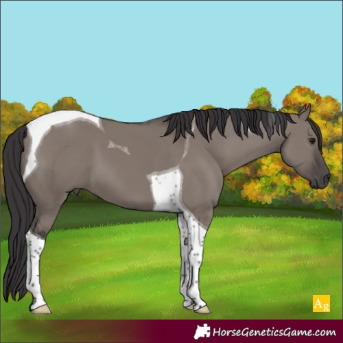 Horse Color:Smoky Grullo Tobiano 