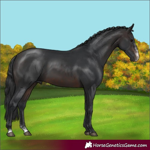 Horse Color:Brown Sabino