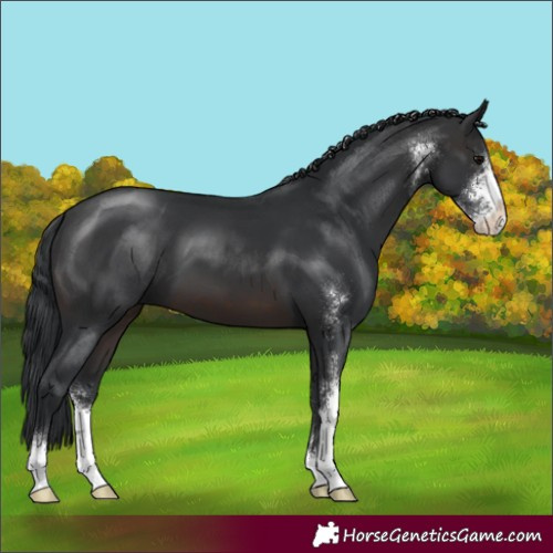 Horse Color:Brown Sabino 