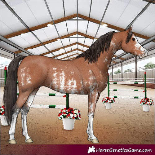 Horse Color:Bay Sabino Rabicano 