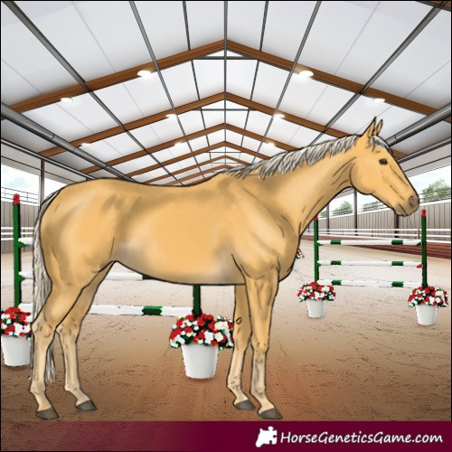 Horse Color:Palomino 