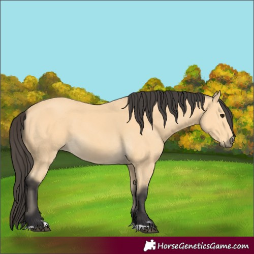 Horse Color:Buckskin 