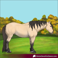 Horse Color:Buckskin