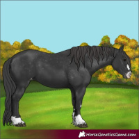 Horse Color:Black Appaloosa 