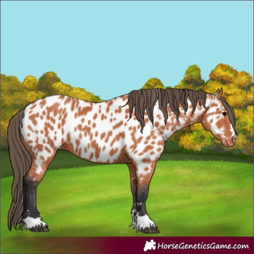 Horse Color:Bay Appaloosa
