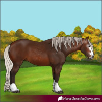 Horse Color:Gray Silver Bay 