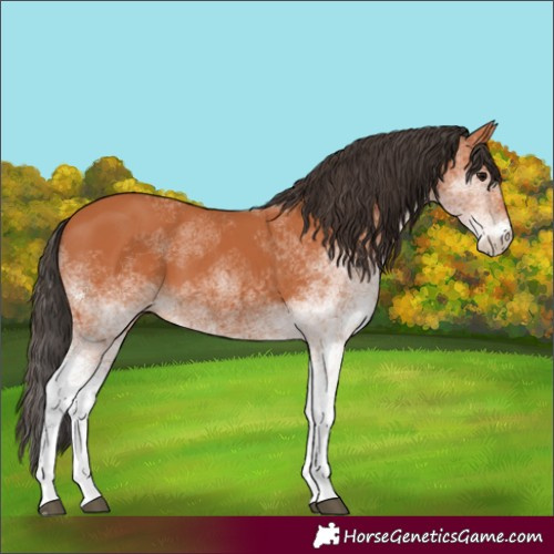 Horse Color:White Spotted Bay 