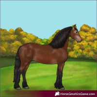 Horse Color:Gray Bay 