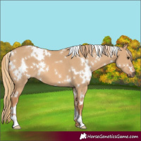 Horse Color:White Spotted Red Dun