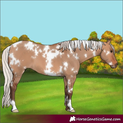 Horse Color:White Spotted Silver Bay Dun 